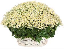 Цветочная композиция из Ромашки в корзине #REPLACE_PRED# Сысерти